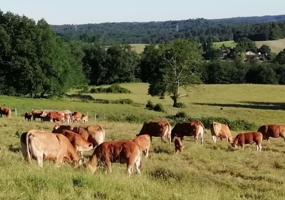 Gite Aux Bois D'En Temps Lunas  Екстериор снимка